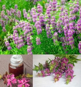 Monarda citriodora limon nanesi tohumu sivrisinek kovucu