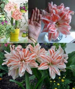Dancing queen katlı amaryllis soğanı