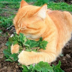 Kedi nanesi tohumu catnip nepeta cataria