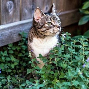 Kedi nanesi tohumu catnip nepeta cataria