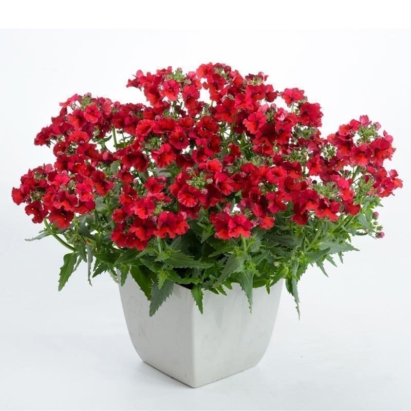 Koyu kırmızı nemezya çiçeği fidesi nemesia lyric dark red