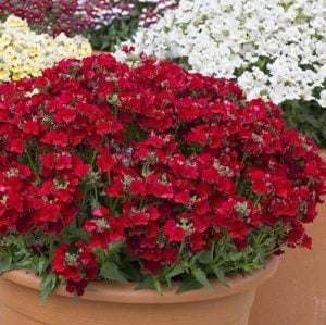 Koyu kırmızı nemezya çiçeği fidesi nemesia lyric dark red