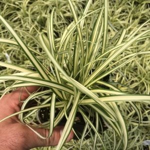 Carex oshimensis evergold süs çimi altın yapraklı