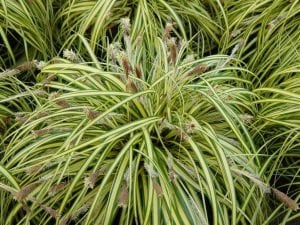 Carex oshimensis evergold süs çimi altın yapraklı