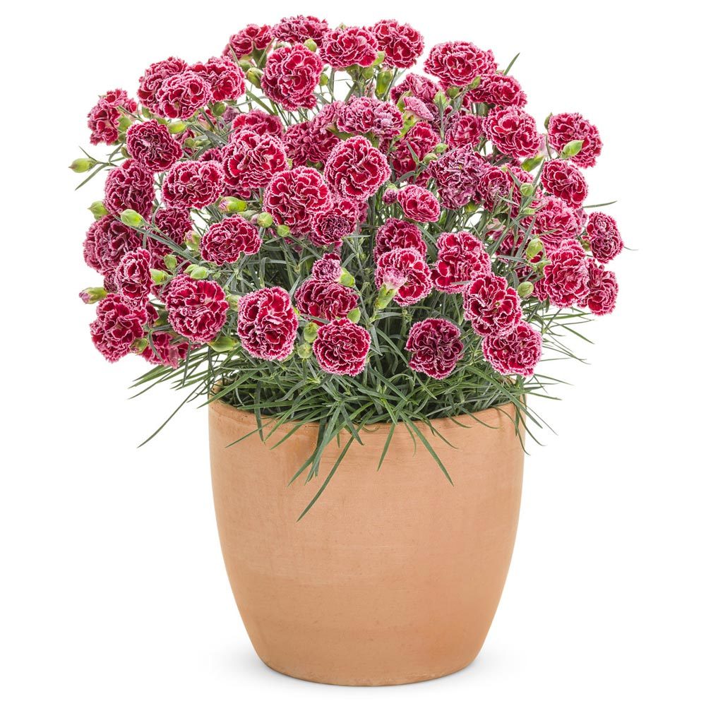 Kokulu kırmızı beyaz bodur karanfil fidesi dianthus sweet pleasure red picotee