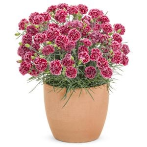 Kokulu kırmızı beyaz bodur karanfil fidesi dianthus sweet pleasure red picotee