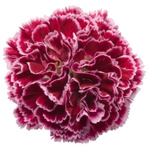 Kokulu kırmızı beyaz bodur karanfil fidesi dianthus sweet pleasure red picotee