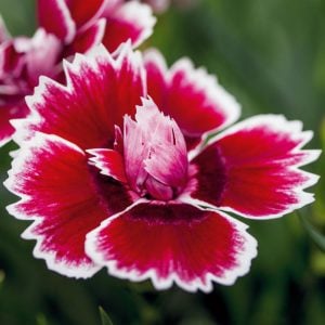 Kokulu kırmızı beyaz bodur karanfil fidesi dianthus sweet pleasure red picotee