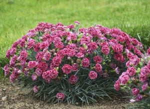 Kokulu kırmızı beyaz bodur karanfil fidesi dianthus sweet pleasure red picotee