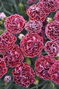 Kokulu kırmızı beyaz bodur karanfil fidesi dianthus sweet pleasure red picotee