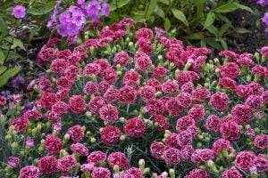 Kokulu kırmızı beyaz bodur karanfil fidesi dianthus sweet pleasure red picotee