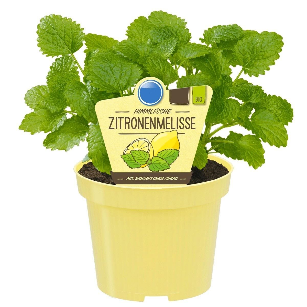 Şifalı melissa fidesi oğul otu fit melissa officinalis