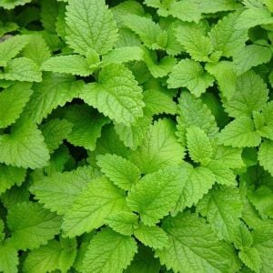 Şifalı melissa fidesi oğul otu fit melissa officinalis