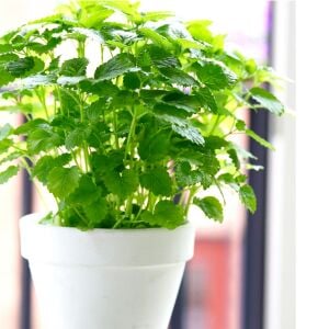 Şifalı melissa fidesi oğul otu fit melissa officinalis