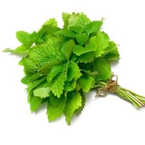 Şifalı melissa fidesi oğul otu fit melissa officinalis