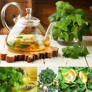 Şifalı melissa fidesi oğul otu fit melissa officinalis