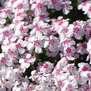 Phlox subulata yayılıcı floks pharaoh pink eye 1 fide
