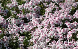 Phlox subulata yayılıcı floks pharaoh pink eye 1 fide