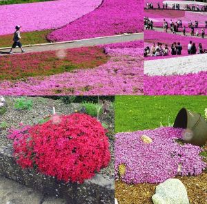 Phlox subulata yayılıcı floks pharaoh pink eye 1 fide