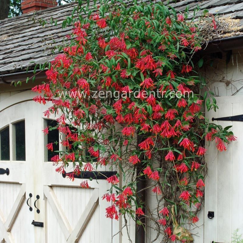 Kırmızı hanımeli fidesi lonicera sempervivens