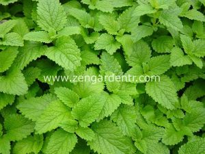 Şifalı melissa fidesi oğul otu fit melissa officinalis