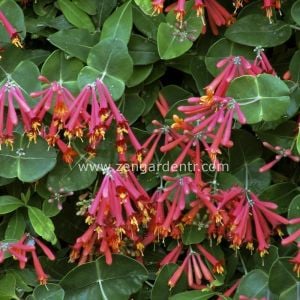 Kırmızı hanımeli fidesi lonicera sempervivens