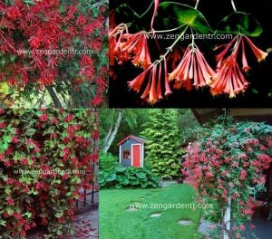 Kırmızı hanımeli fidesi lonicera sempervivens