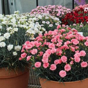 Kokulu kırmızı beyaz bodur karanfil fidesi dianthus sweet pleasure red picotee