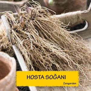 Wide brim hosta süpürge çiçeği saksıda