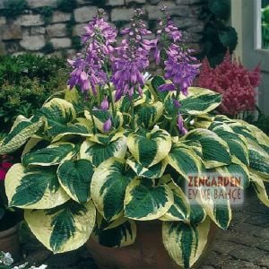 Wide brim hosta süpürge çiçeği saksıda