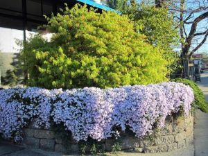 Phlox subulata yayılıcı floks pharaoh pink eye 3 fide