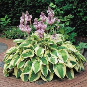 Wide brim hosta süpürge çiçeği saksıda