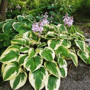 Wide brim hosta süpürge çiçeği saksıda