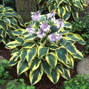Wide brim hosta süpürge çiçeği saksıda