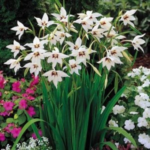 10 adet Acidanthera soğanı tavuskuşu orkidesi çiçeği