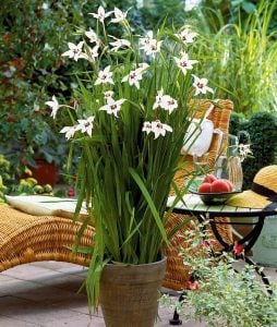 10 adet Acidanthera soğanı tavuskuşu orkidesi çiçeği