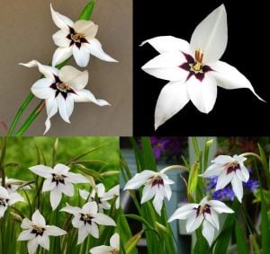 10 adet Acidanthera soğanı tavuskuşu orkidesi çiçeği