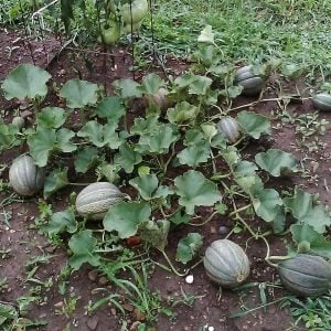 Altın kalpler kavun tohumu geleneksel hearts of gold melon