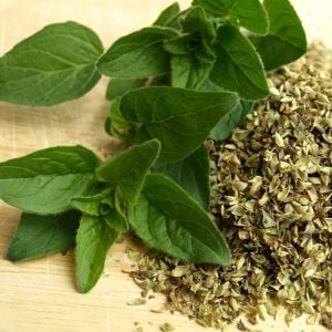 Kekikotu yabani mercanköşk tohumu origanum vulgare