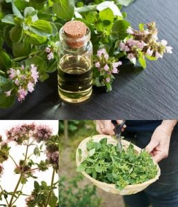 Kekikotu yabani mercanköşk tohumu origanum vulgare