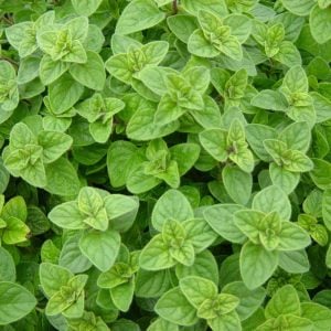 Kekikotu yabani mercanköşk tohumu origanum vulgare