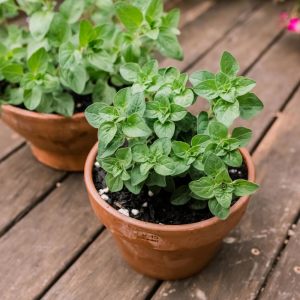 Kekikotu yabani mercanköşk tohumu origanum vulgare