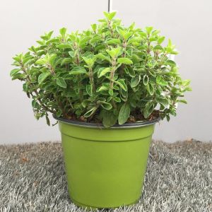 Kekikotu yabani mercanköşk tohumu origanum vulgare