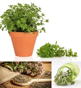 Kekikotu yabani mercanköşk tohumu origanum vulgare