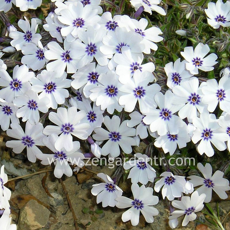 Phlox subulata yayılıcı floks pharaoh blue eye 1 fide