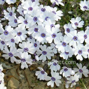Phlox subulata yayılıcı floks pharaoh blue eye 1 fide