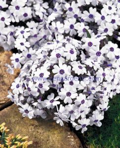 Phlox subulata yayılıcı floks pharaoh blue eye 1 fide