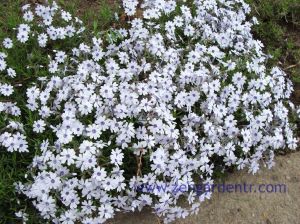 Phlox subulata yayılıcı floks pharaoh blue eye 1 fide
