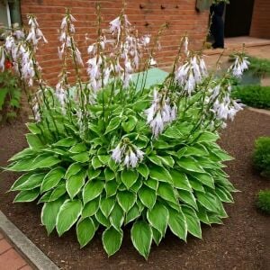 Hosta Francee  süpürge çiçeği saksıda