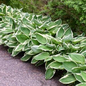 Hosta Francee  süpürge çiçeği saksıda